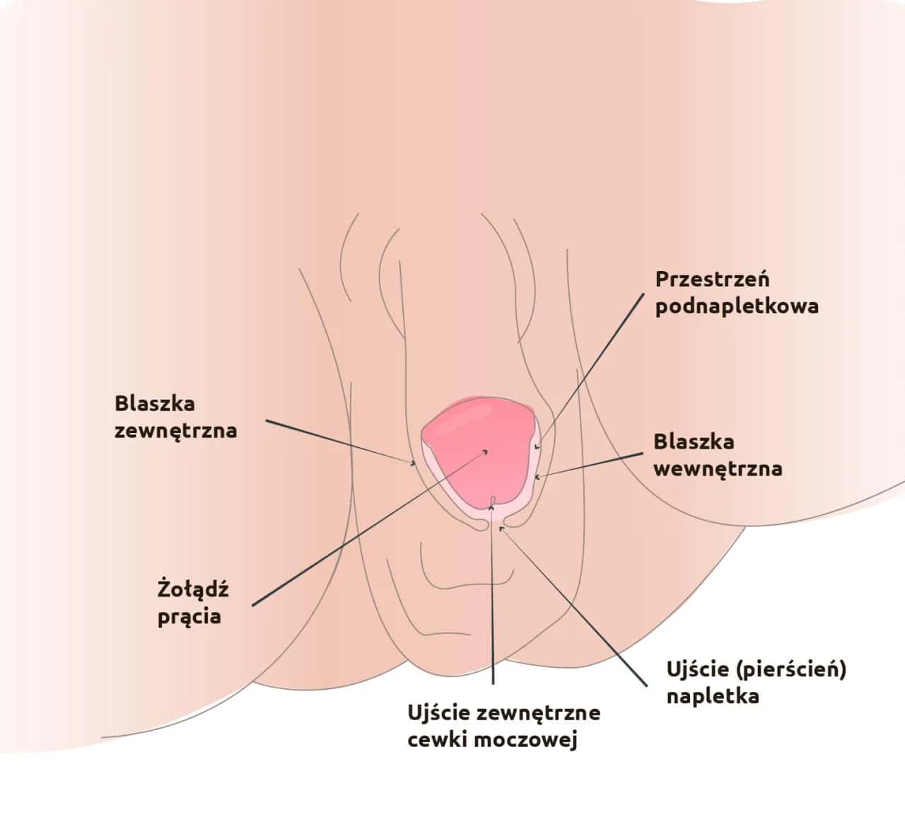 Urolog dziecięcy: Zrozum objawy. Kiedy iść i jak pomóc dziecku?